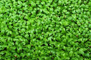 Cilantro Microgreens