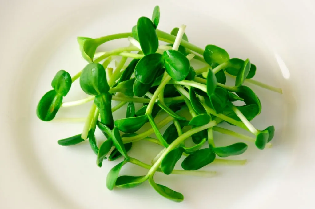sunflower sprouts