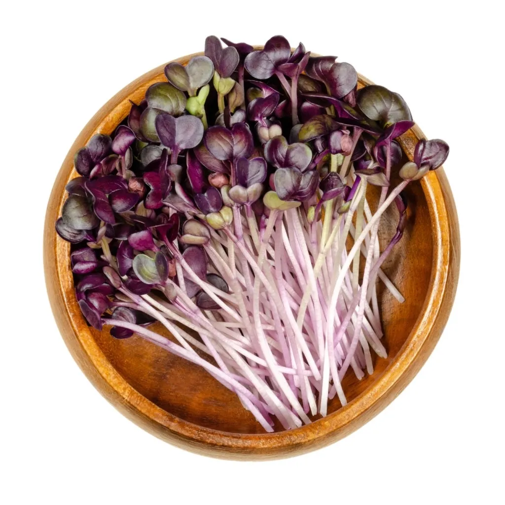 red radish microgreens