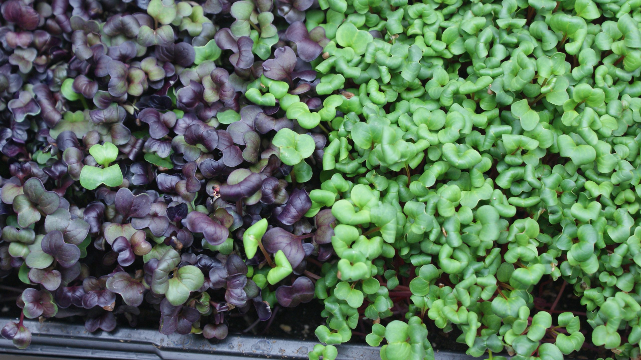 Best Seeds for Microgreens Farm Fresh Choice