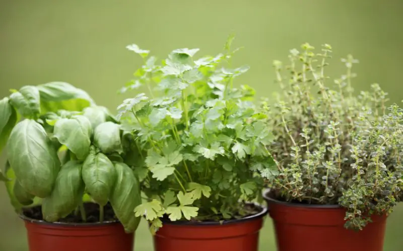 Fresh_herbs_basil_and_parsley