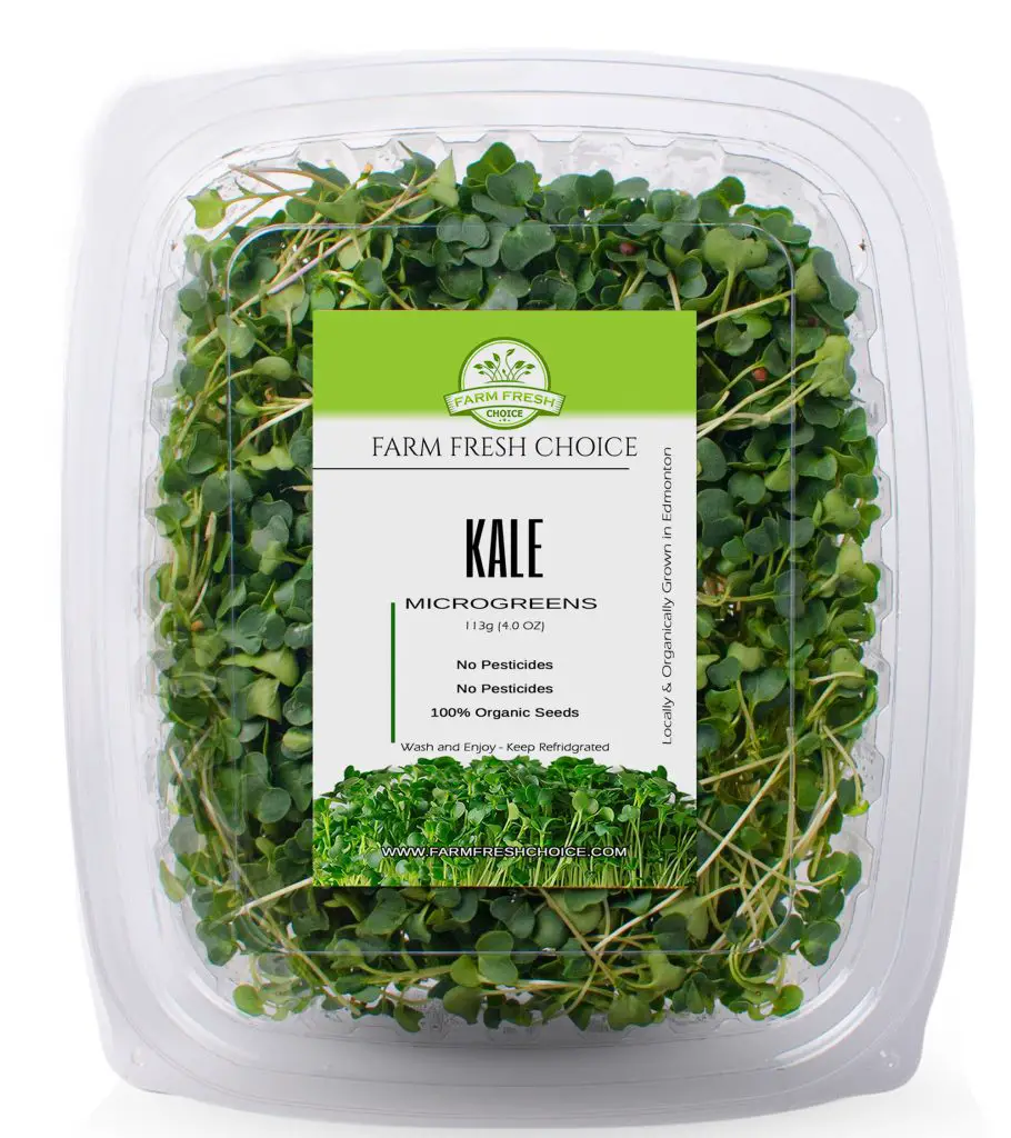 Kale microgreens