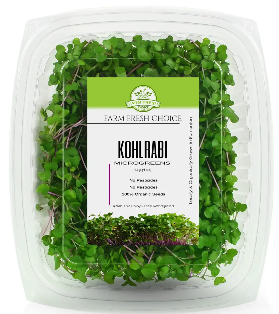 Purple Kohlrabi Microgreens
