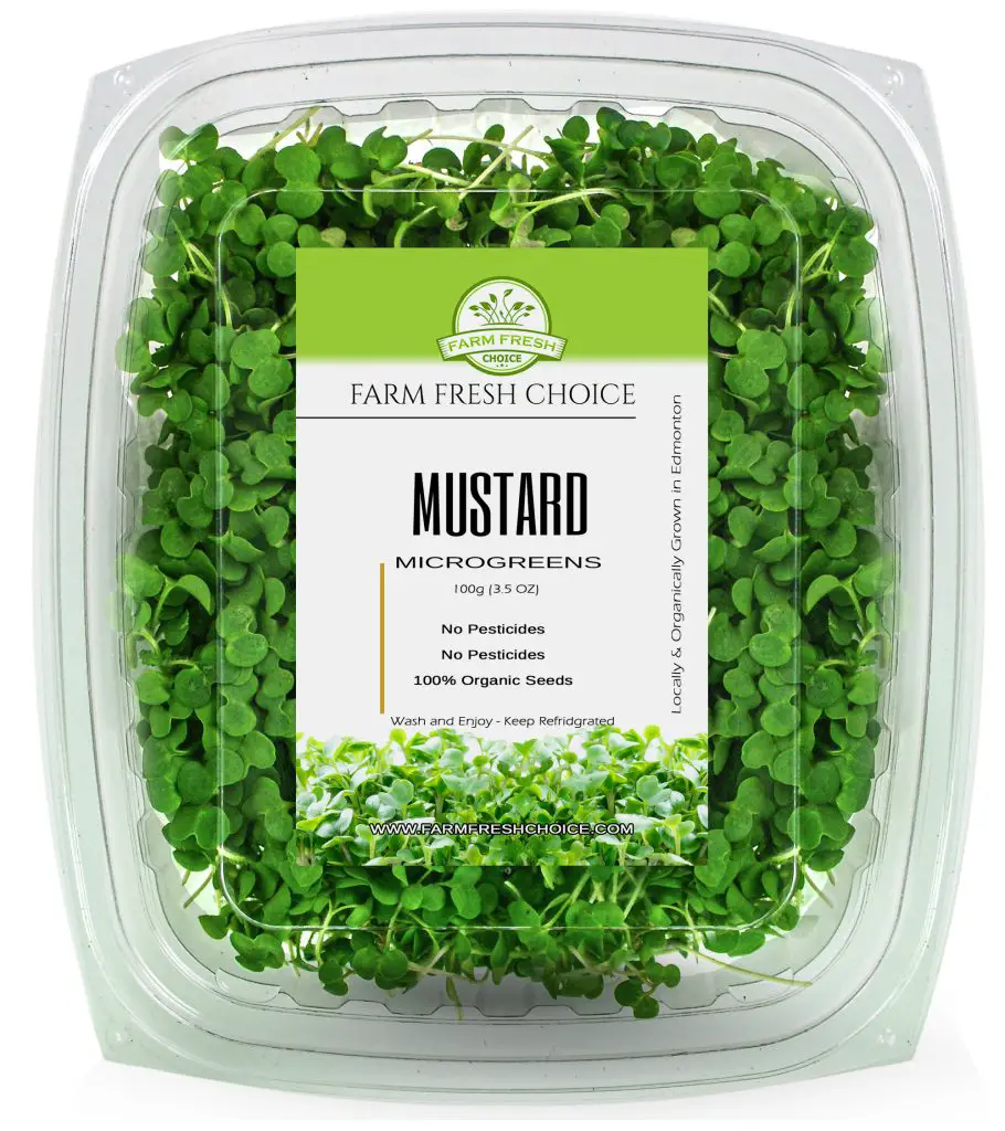 mustard microgreens