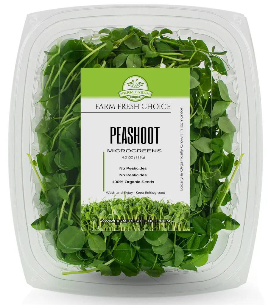 peashoot microgreens