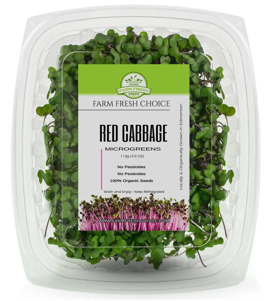 Red Cabbage Microgreens