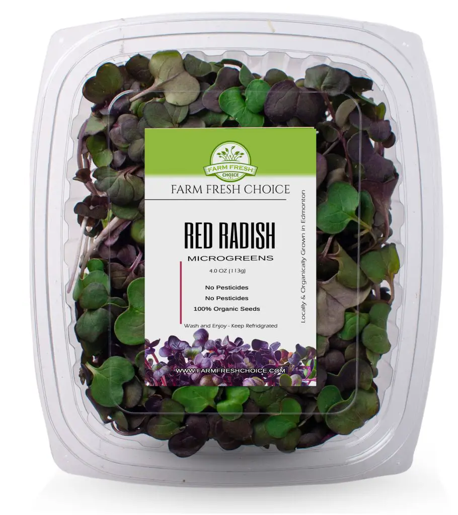 red radish microgreens