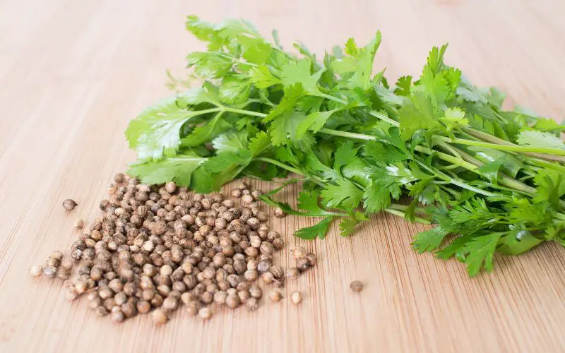 cilantro