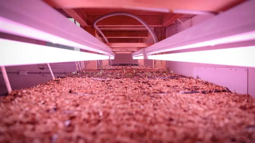 Fluorescent grow light