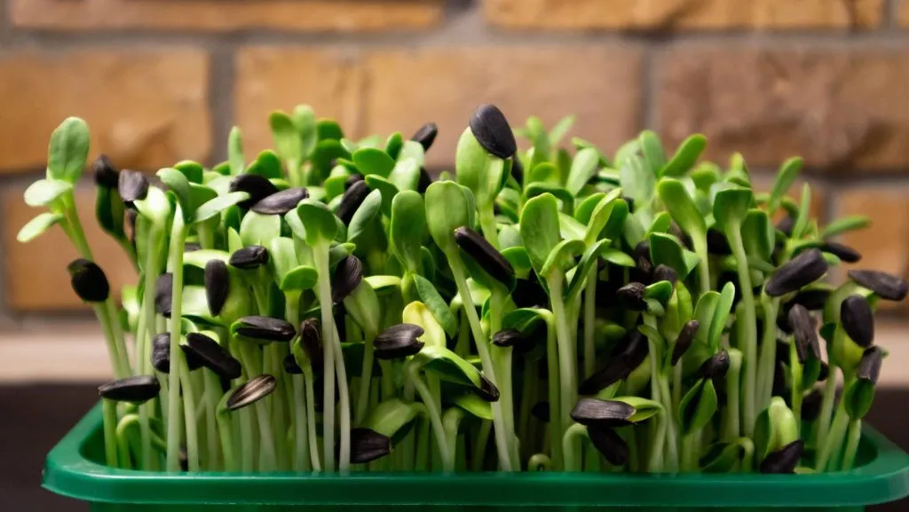 sunflower microgreens