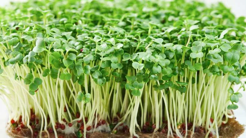 broccoli Microgreen