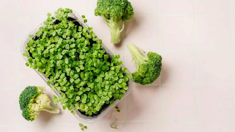 broccoli micro green
