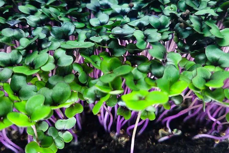 cabbage sprout microgreens