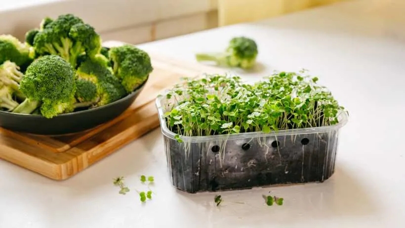 grow microgreen broccoli