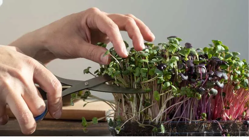 harvesting microgreens