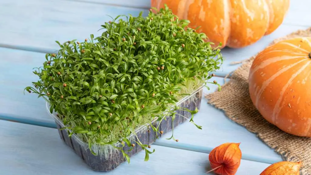 live micro cilantro in a pot