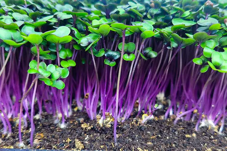 red cabbage microgreens