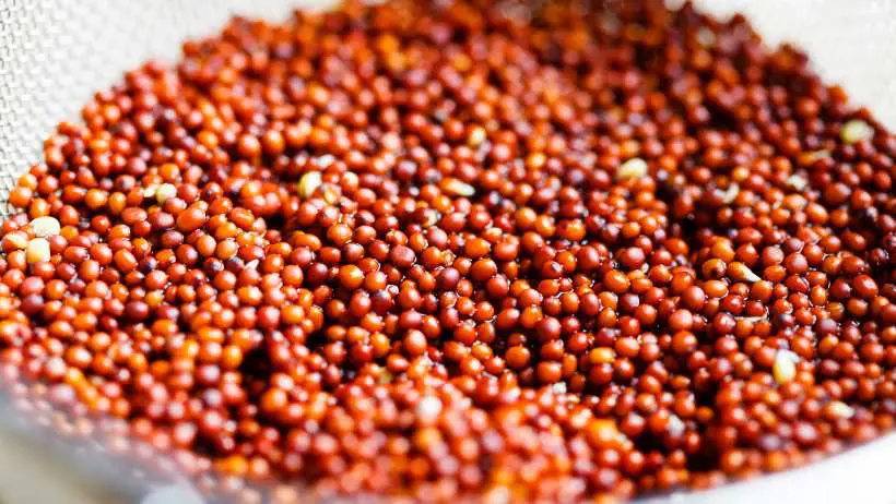 sprouting-seeds