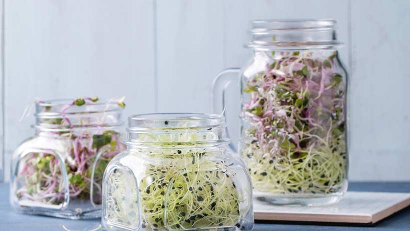 sprouts-in-jars