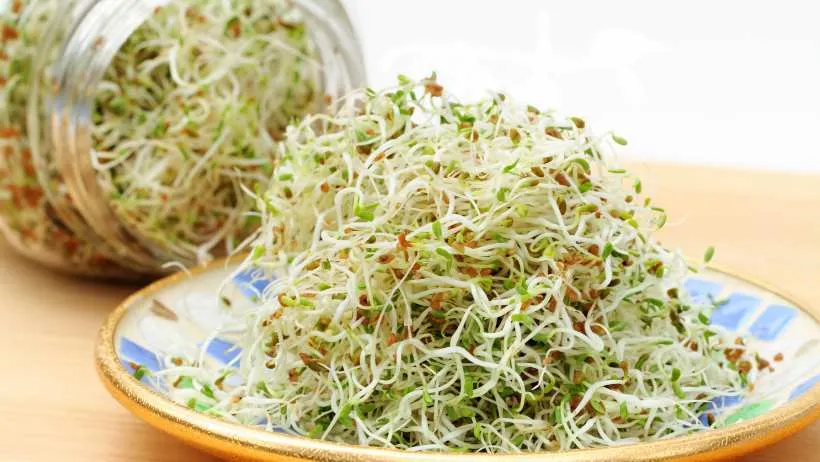 sprouts