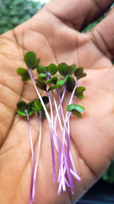 tiny red cabbage Microgreens