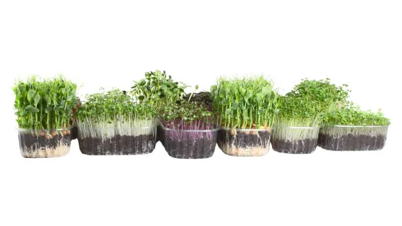 types-of-microgreens
