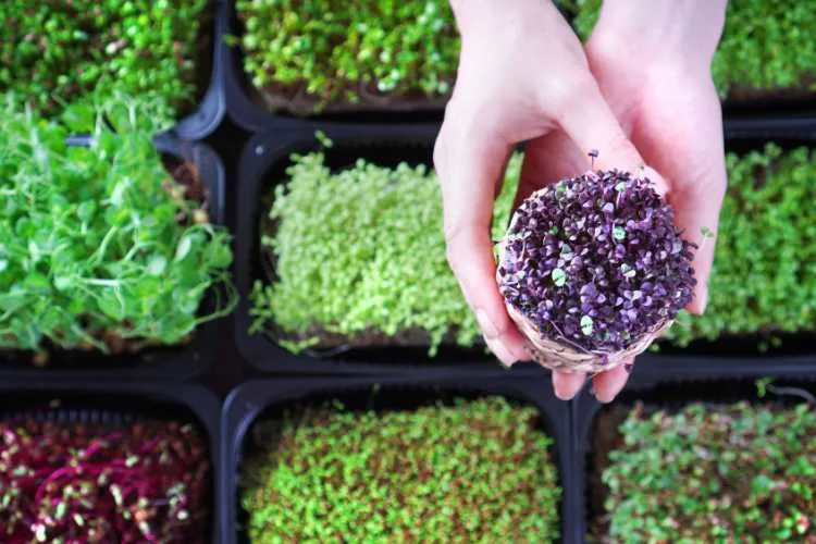 images of popular microgreens