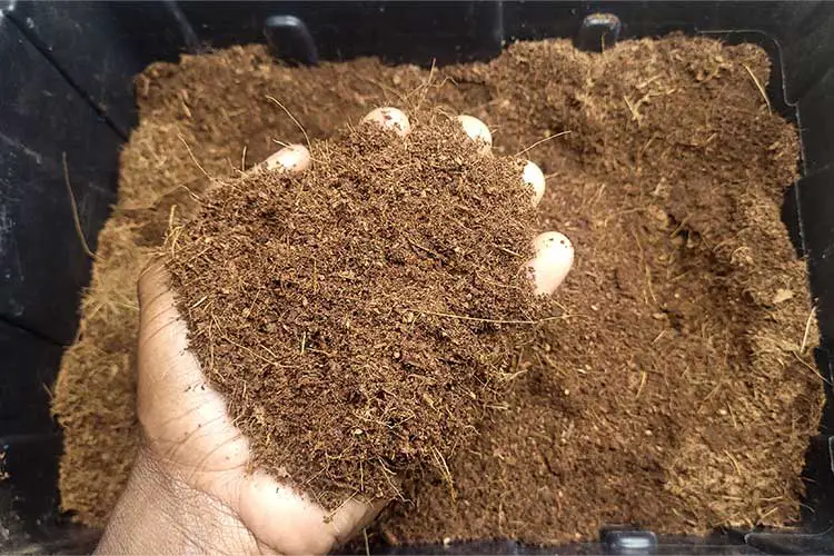 coco coir