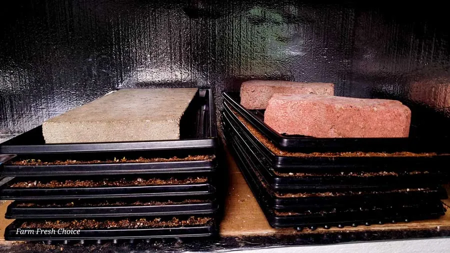 Stacking microgreens Trays Is it Necessary? Farm Fresh Choice