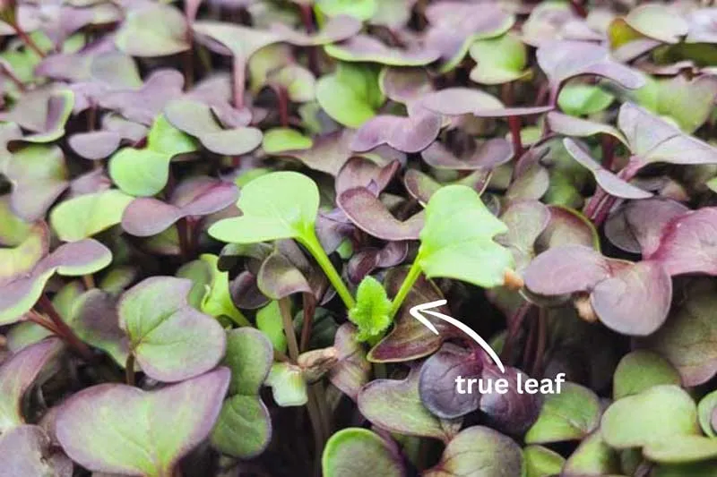 true leaf of radish microgreens illustrated