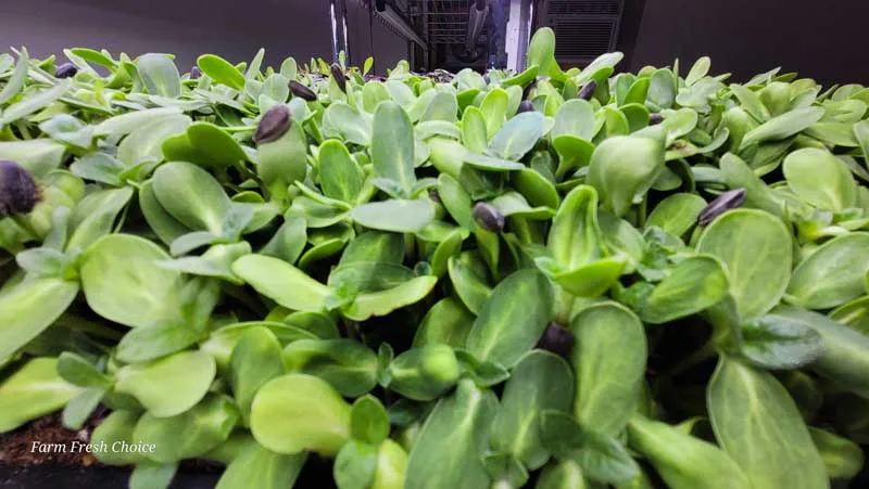 true-leaf-of-sunflower microgreens with seed hulls