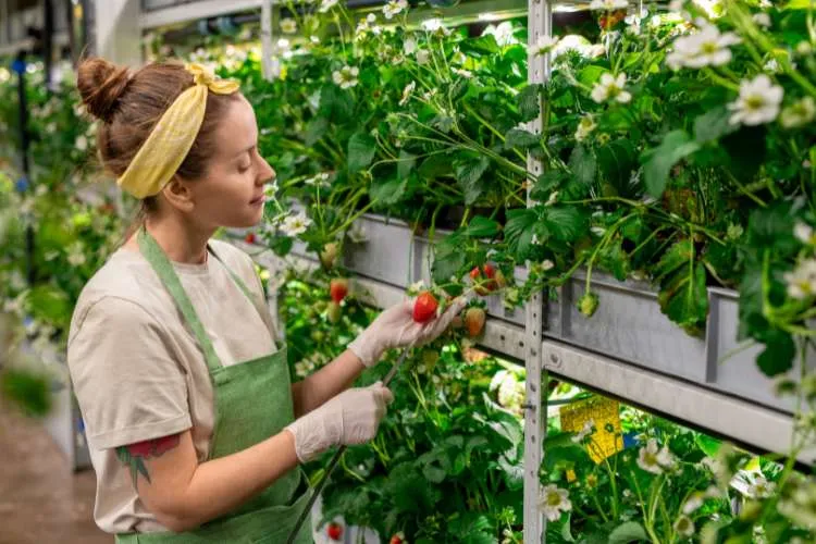a farmer in a vertical farm