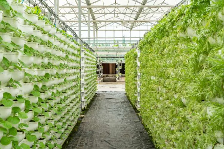 a vertical farm growing leafy vegetables
