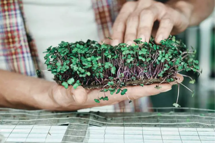 consumer examining microgreens in one hand