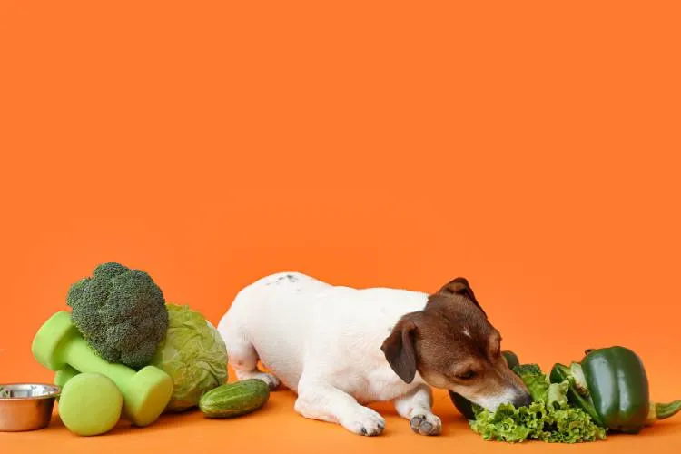 dog eating vegetable