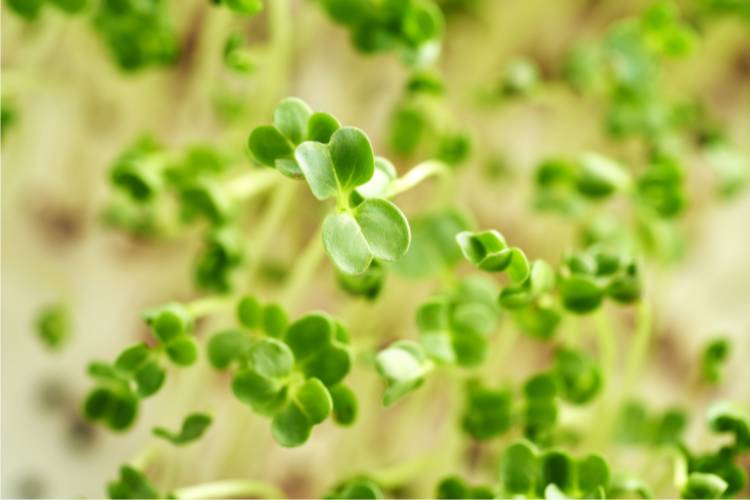 Grow Broccoli microgreens
