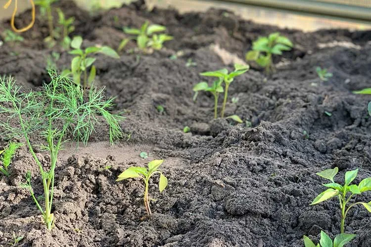 Best Bell Pepper Companion Plants