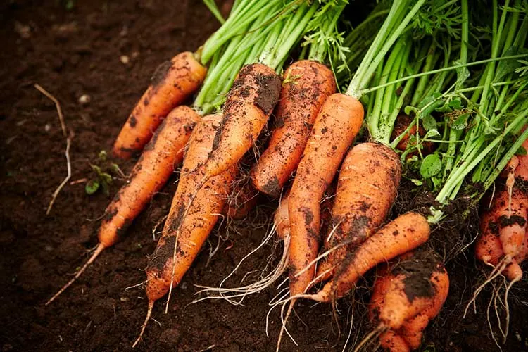 Carrots to Grow in Raised Beds