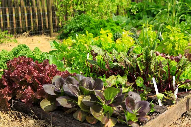 Plants in Raised Bed
