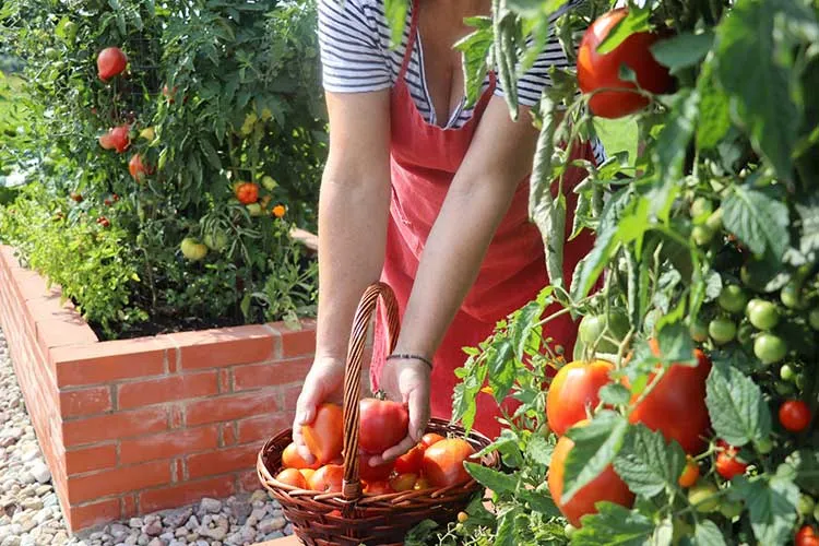 Tomatoes Grown in Raised Beds