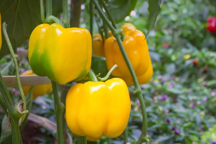 a yellow bell pepper