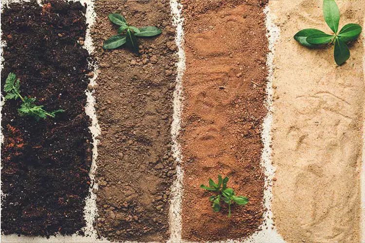 Why Regular Soil Might Not Work in Raised Beds Farm Fresh Choice