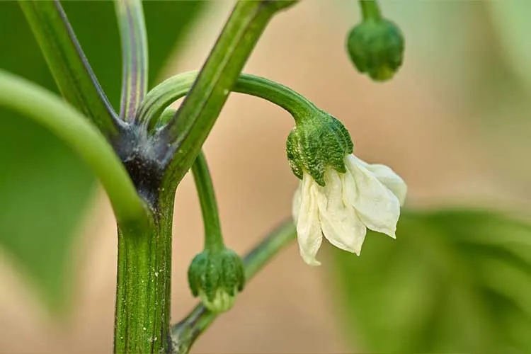 blooming bell peppers