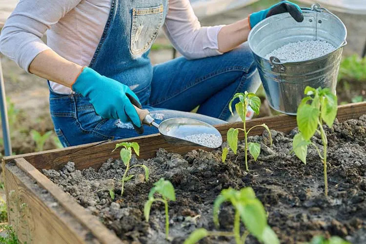 feeding bell peppers in raised bed