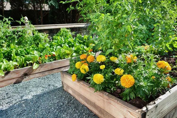 flowers in a vegetable garden