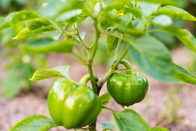 green Peppers to Grow in Raised Beds