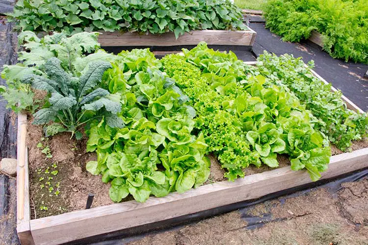 Best Lettuce to Grow in Raised Beds Farm Fresh Choice