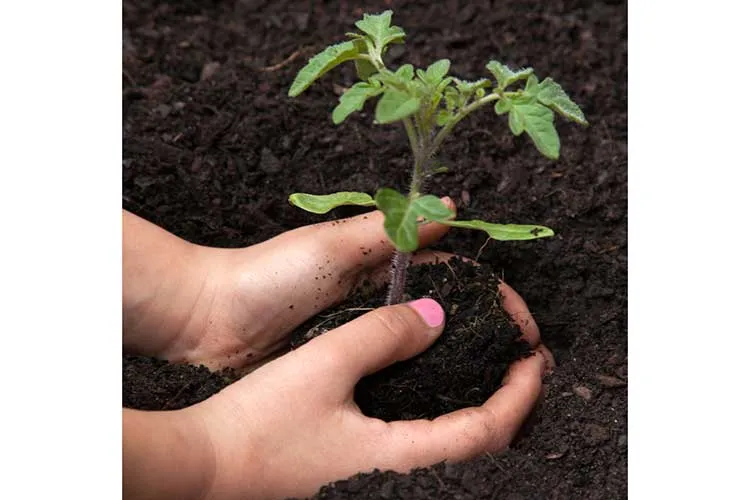 planting tomato in ground