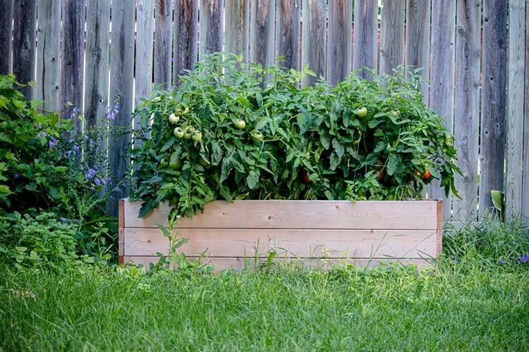 raised bed full of tomatoes