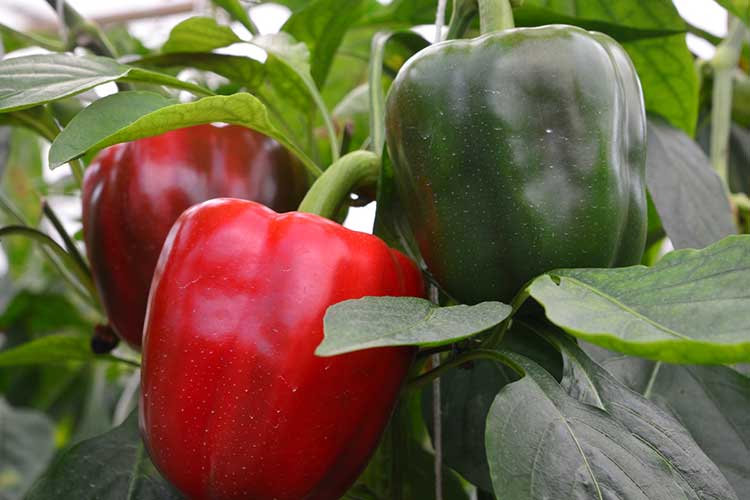 red and green bell peppers